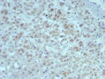Interleukin-15 Antibody / IL15