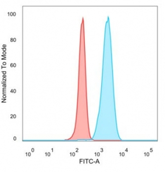 IGF2BP2 Antibody / IMP-2