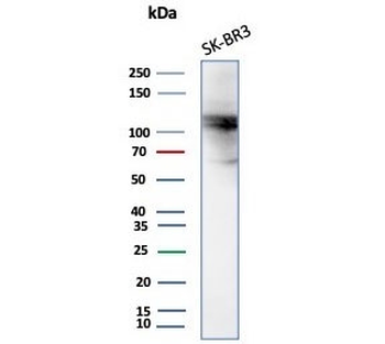 ALDH1L1 Antibody
