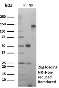 Desmin Antibody / DES