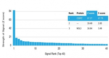 CEBPZ Antibody