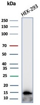 GLIF Antibody / Glycosylation inhibiting factor / MIF