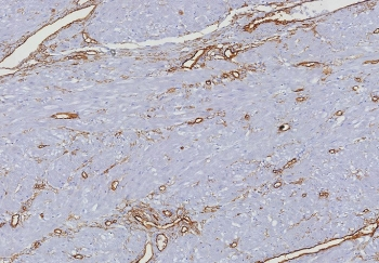 CD34 Antibody