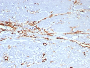 CD34 Antibody