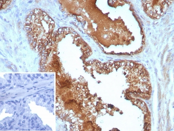 Interleukin 10 Antibody / IL-10