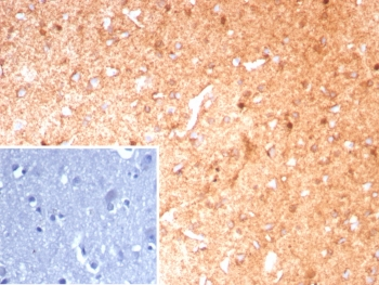 Glutamine Synthetase Antibody / GLUL