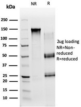 ICAM-1 Antibody / CD54