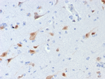 NeuN Antibody / Rbfox3 / Fox3