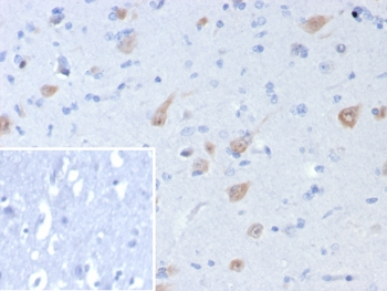 Recombinant NeuN Antibody / Fox3 / Rbfox3