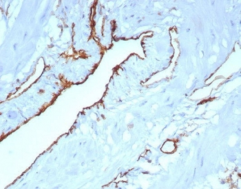 CD31 Antibody / PECAM-1