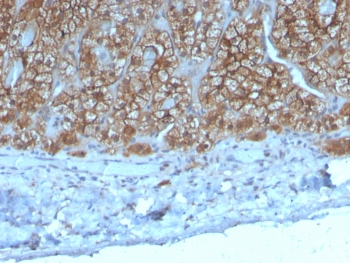 MPIF-1 Antibody / CCL23 / Myeloid Progenitor Inhibitory Factor 1
