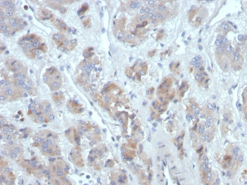 CCL18 Antibody / PARC