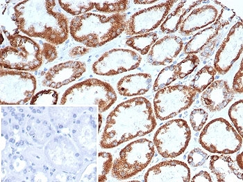 TNFRSF17 Antibody / BCMA / CD269