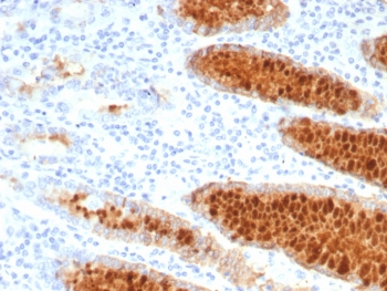 Estrogen Inducible Protein pS2 Antibody / TFF1