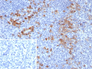 B7-H3 Antibody / CD276