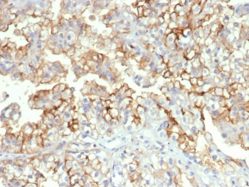 CD276 Antibody / B7-H3