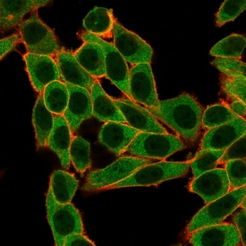 SNW1 Antibody / NCoA-62 / SKIP