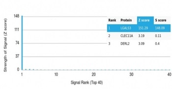 Galectin-3 Antibody / LGALS3