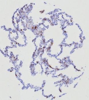 CD162 Antibody / PSGL-1