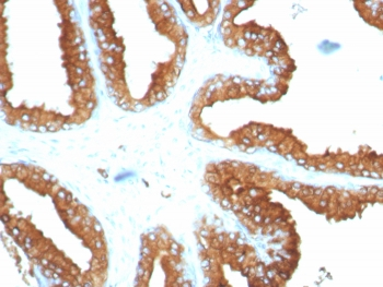 Recombinant LAMP-3 Antibody / CD63