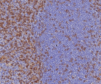 Recombinant CD4 Antibody