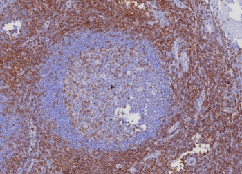 CD3e Antibody