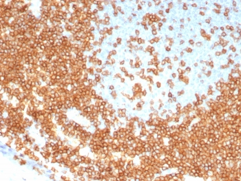 Recombinant CD3 epsilon Antibody