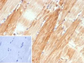 CRYAB Antibody