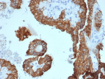 CRYAB Antibody