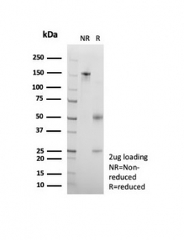 CD95 Antibody / Fas