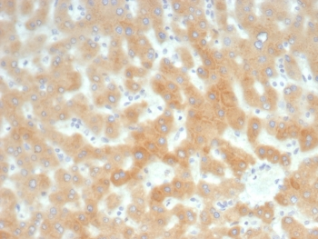 RBP4 Antibody / Retinol Binding Protein 4