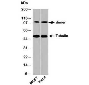 Beta Tubulin Antibody Loading Control