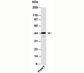 Als2Cr2 Antibody / STRADB / ILPIP