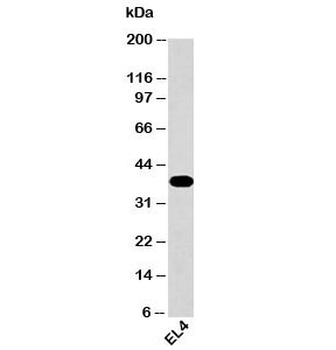 GAPDH Antibody Loading Control
