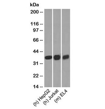GAPDH Antibody Loading Control