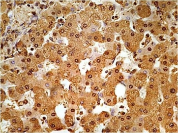 GAPDH Antibody Loading Control