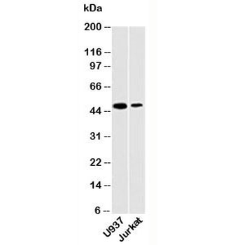 DC-SIGN Antibody
