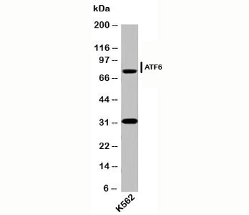 ATF6 Antibody-
