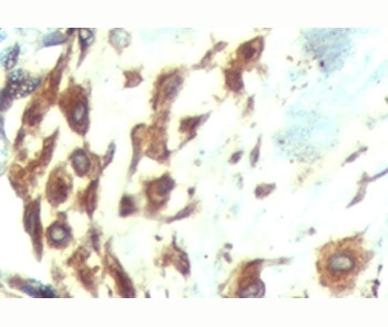 ATF6 Antibody-