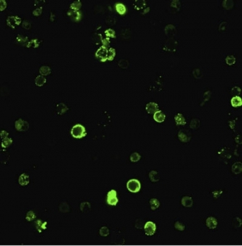 CD8a Antibody