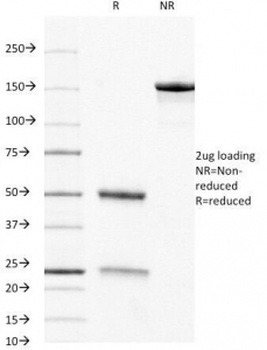 CD8a Antibody