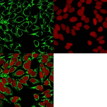 HIF1 alpha Antibody