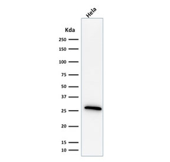 HSP27 Antibody