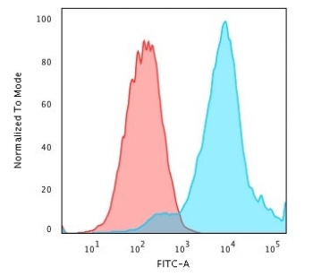 HSP27 Antibody