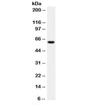 HSP60 Antibody / HSPD1