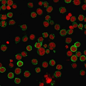 CD45RA Antibody