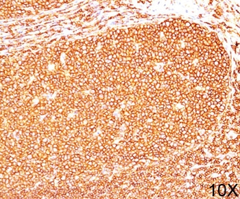 CD45RB Antibody