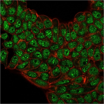 SUMO2/3 Antibody