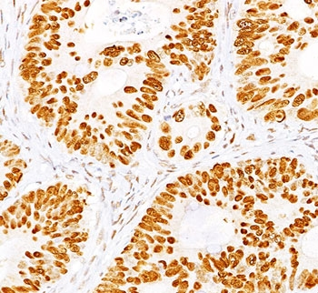 p53 Antibody Cocktail
