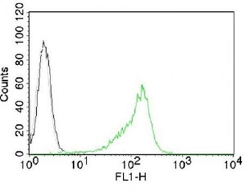 Nucleoli Marker Antibody / Human Nucleolar Antigen